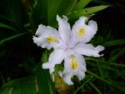 japonica Darjeeling